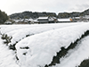 茶畑雪景色