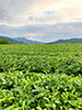 有機栽培　茶畑