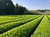 有機栽培　新茶