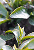 有機栽培茶　新芽