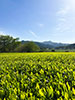 有機栽培　新茶