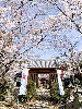 桜　普門寺